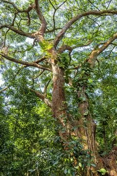 Tree trunk with many bromeliads and other parasites in the preserved rainforest Stock Photos