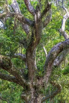 Tree trunk with many parasites in the preserved rainforest of Rio de Janeiro 스톡 사진