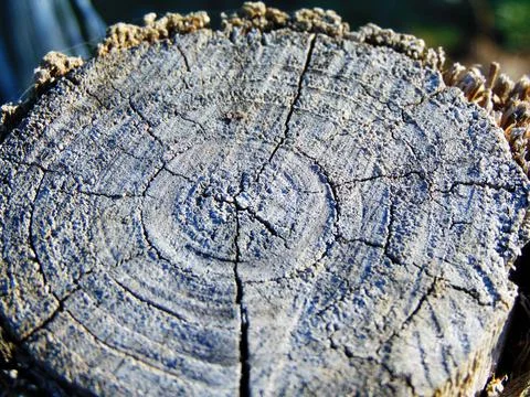 Tree trunk in Maramures county Fotos Stock