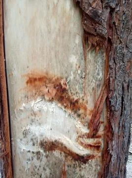 Tree trunk in Maramures county Fotos de archivo