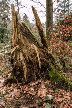 Tree trunk in the middle of the forest Stock-Fotos