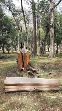 Tree trunk in the middle of the square Stock Photos