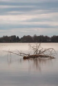 Tree Trunk in The Middle of Water Stock Photos