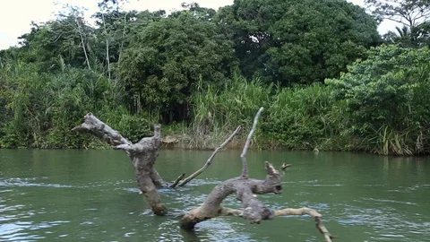 A Tree Trunk in the midle of the River Stock Footage 85662503