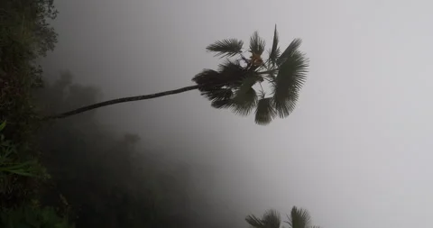 Tree trunk in the Mist Vídeo Stock 335588455