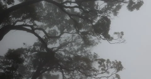Tree trunk in the Mist Video stock 335588657