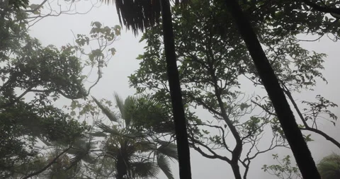 Tree trunk in the Mist Video stock 335589424