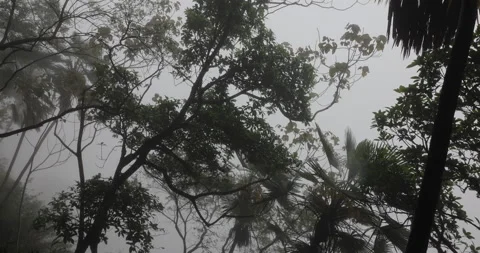 Tree trunk in the Mist Stock Footage 335589593