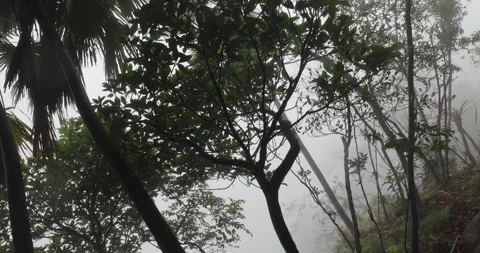 Tree trunk in the Mist Stock Footage 335589705