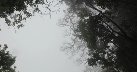 Tree trunk in the Mist Видео 335589786