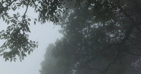 Tree trunk in the Mist Stock-Footage 335591581