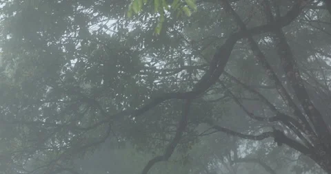 Tree trunk in the Mist Stock Footage 335591584