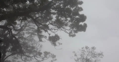 Tree trunk in the Mist Stock Footage 335609944