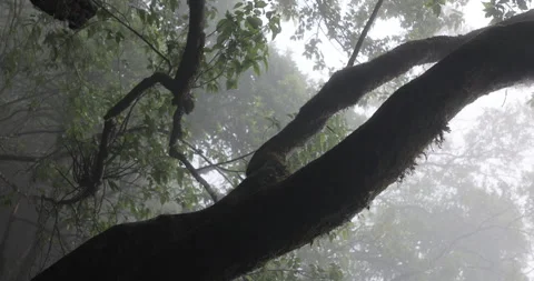 Tree trunk in the Mist Stock Footage 335610092