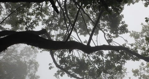 Tree trunk in the Mist Stock Footage 335610428