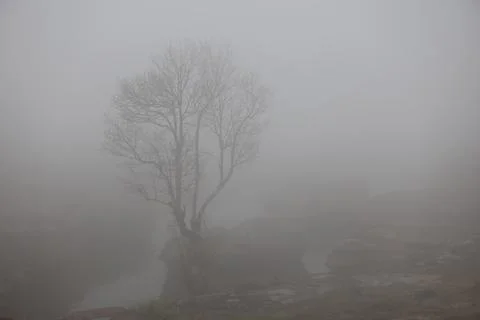 Tree trunk in the Mist 写真素材