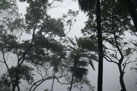 Tree trunk in the Mist 写真素材