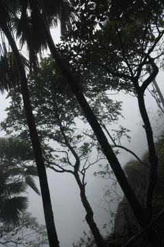 Tree trunk in the Mist 写真素材