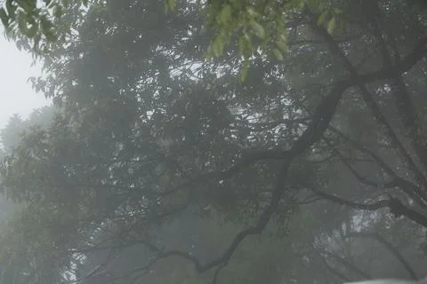 Tree trunk in the Mist 写真素材
