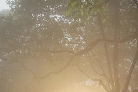 Tree trunk in the Mist 写真素材