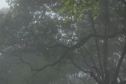 Tree trunk in the Mist 写真素材