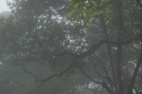 Tree trunk in the Mist 写真素材