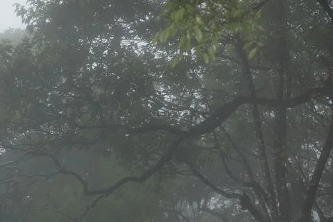 Tree trunk in the Mist 写真素材