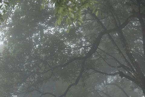 Tree trunk in the Mist 写真素材