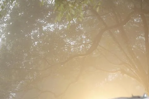 Tree trunk in the Mist 写真素材