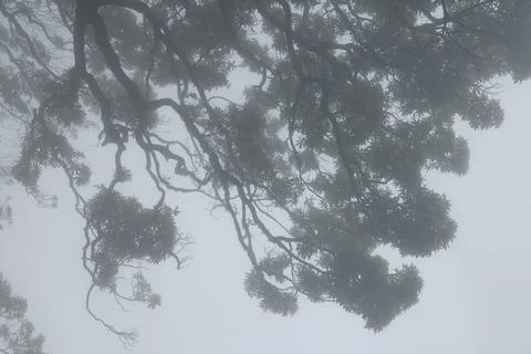 Tree trunk in the Mist 写真素材