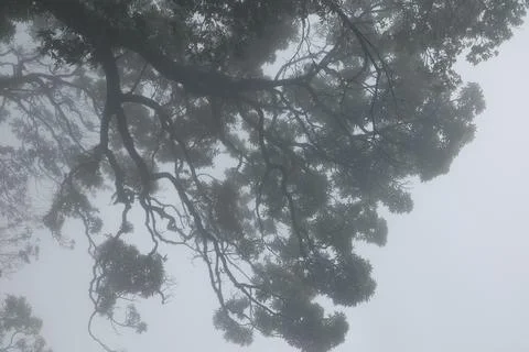 Tree trunk in the Mist 写真素材