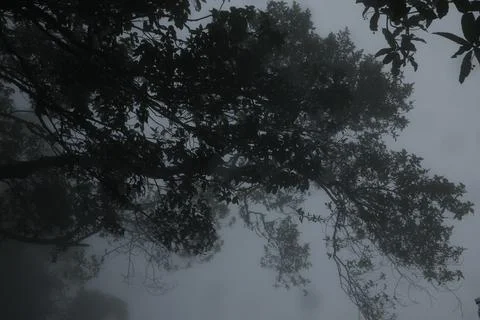 Tree trunk in the Mist 写真素材
