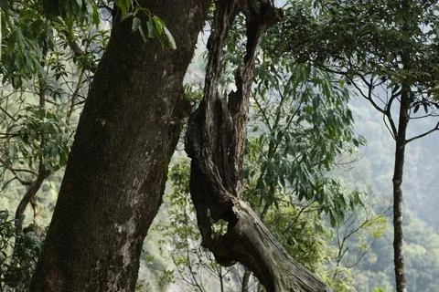 Tree trunk in the Mist 写真素材