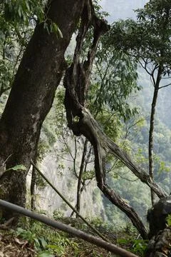 Tree trunk in the Mist 写真素材