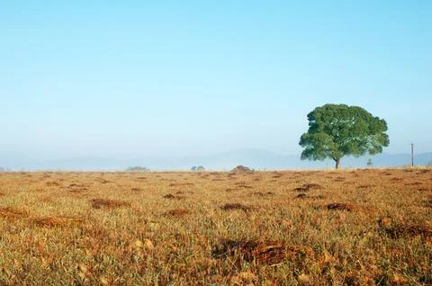 Tree trunk in the Mist Stock Photos