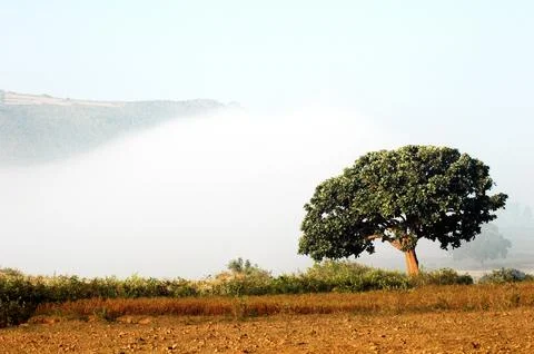 Tree trunk in the Mist Stock Photos