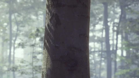Tree trunk in a misty forest on a quiet morning Stock Footage 340996929