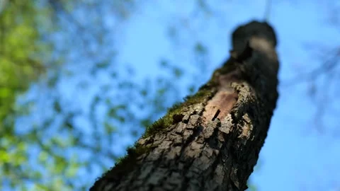Tree Trunk with Moss against Blue Sky Stock Footage 307938403