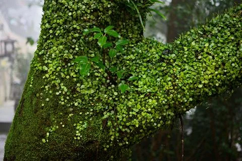 Tree Trunk with Moss and Leaves Stock Photos