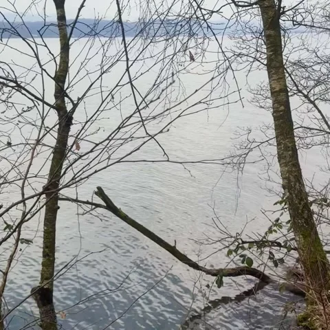 Tree trunk with moss and lichen by the lake shore Video stock 318076883
