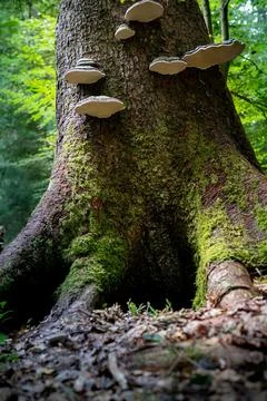 Tree trunk with moss and polypore fungi. Stock Photos