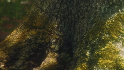 Tree trunk with moss and texture in a forest during sunny day Stock Footage 339500579