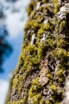 Tree trunk with moss and tree lichen Foto stock