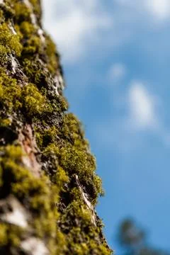 Tree trunk with moss and tree lichen Foto stock
