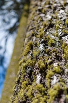 Tree trunk with moss and tree lichen Stock Photos