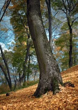 Tree trunk with moss in the autumn forest Stock Photos