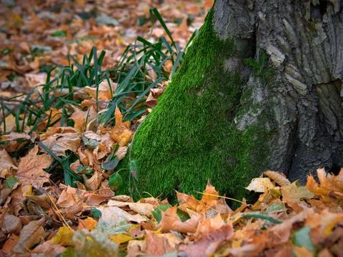 Tree trunk with moss in the autumn forest Stock Photos