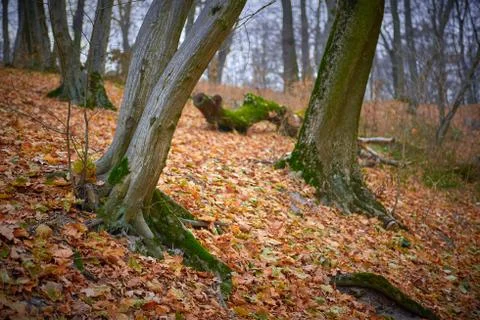 Tree trunk with moss in the autumn forest Stock Photos
