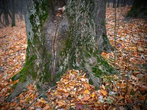 Tree trunk with moss in the autumn forest Stock Photos