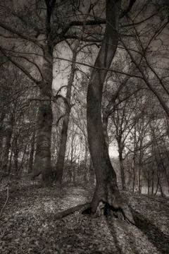 Tree trunk with moss in the autumn forest black and white Stock Photos